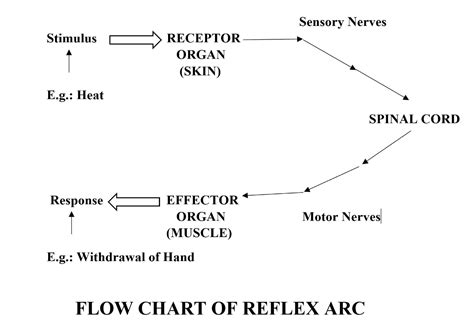 relx atc|reflex arc flow chart.